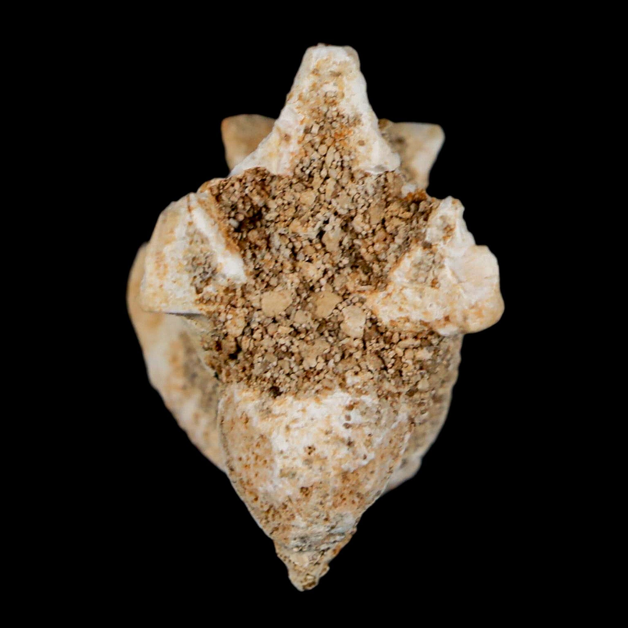 1.2" Palaeophis Magrebianus Sea Snake Vertebra Bone Upper Paleocene Morocco - Fossil Age Minerals