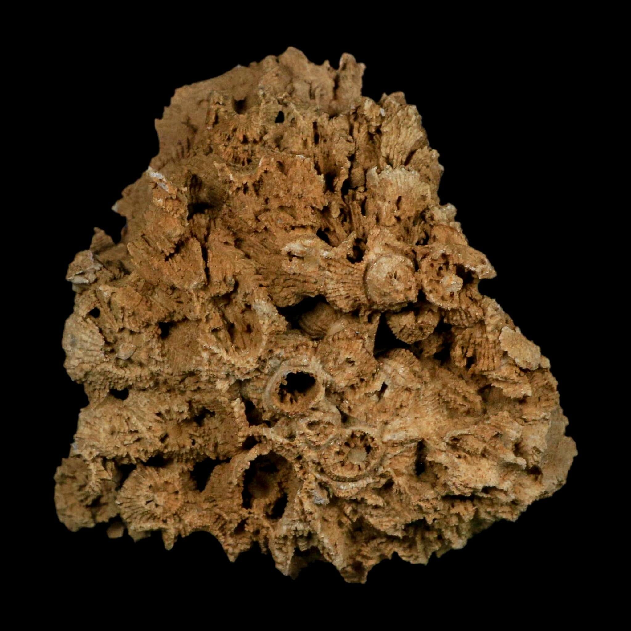 3.2" Colonial Rugose Coral Fossil Devonian Age Speed Quarry, Clark County, Indiana - Fossil Age Minerals