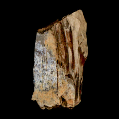 1.1" Tyrannosaurus Rex Fossil Bone Dinosaur Lance Creek Formation Wyoming COA