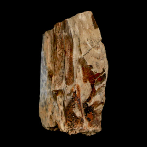 1.1" Tyrannosaurus Rex Fossil Bone Dinosaur Lance Creek Formation Wyoming COA