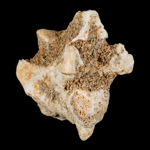 1.2" Palaeophis Magrebianus Sea Snake Vertebra Bone Upper Paleocene Morocco - Fossil Age Minerals