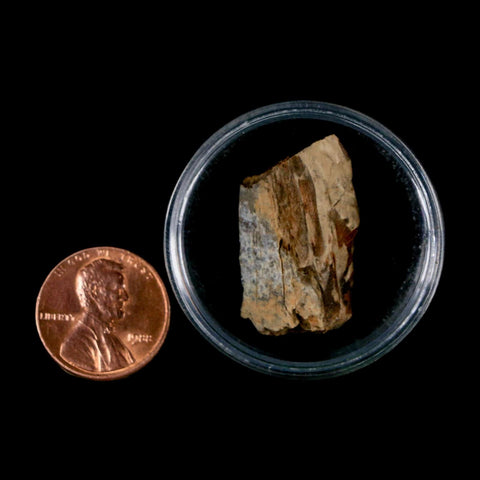 1.1" Tyrannosaurus Rex Fossil Bone Dinosaur Lance Creek Formation Wyoming COA