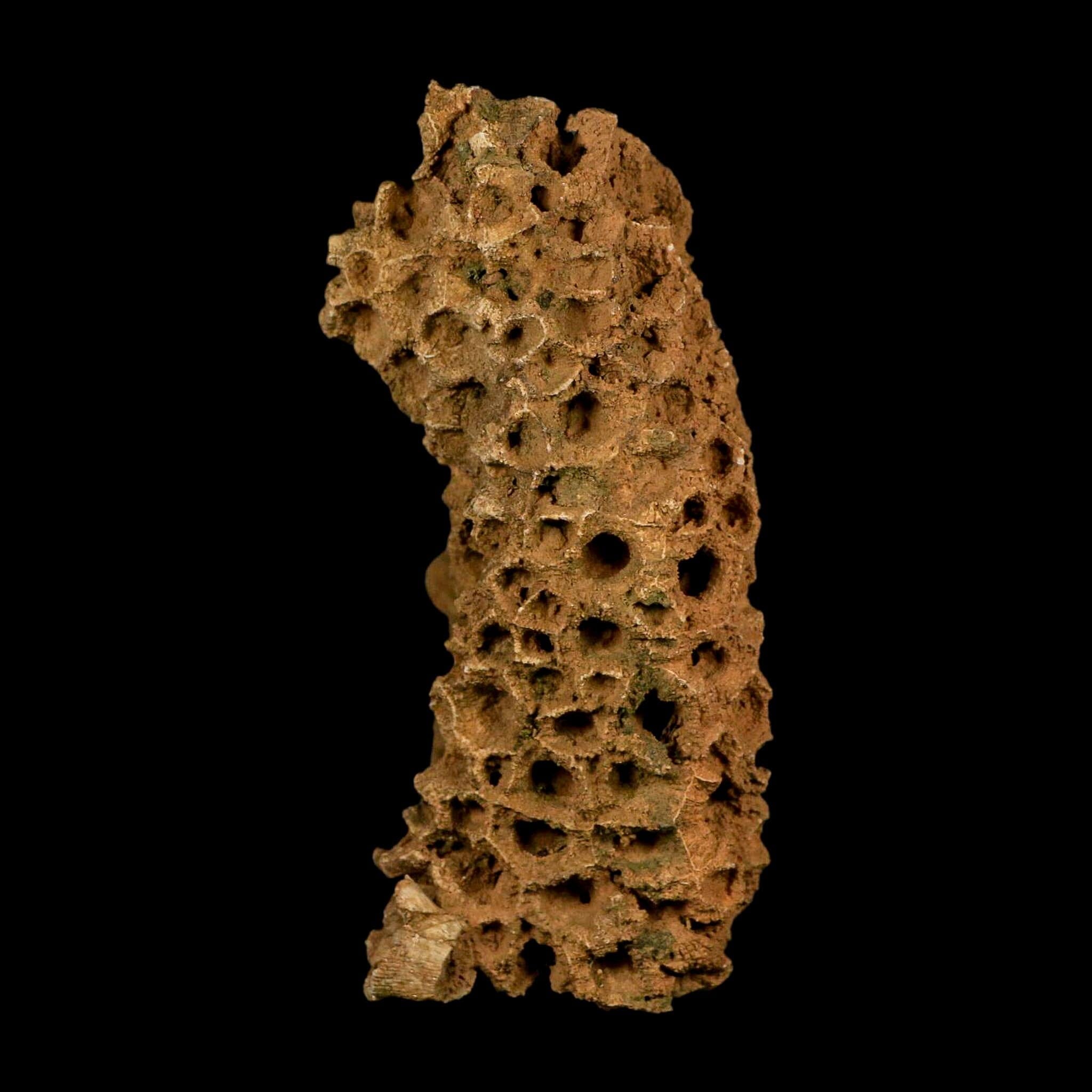 4.3" Colonial Rugose Coral Fossil Devonian Age Speed Quarry, Clark County, Indiana - Fossil Age Minerals