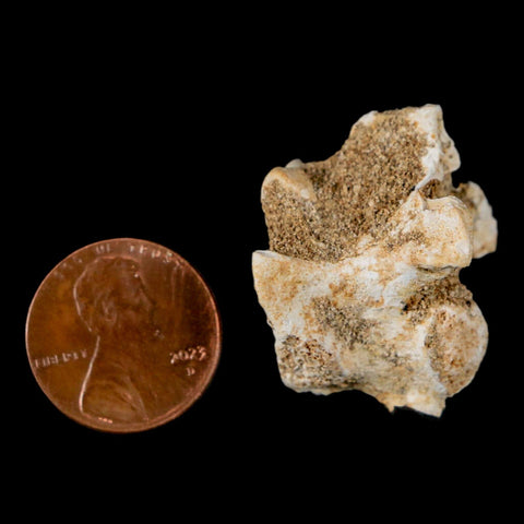 1.2" Palaeophis Magrebianus Sea Snake Vertebra Bone Upper Paleocene Morocco - Fossil Age Minerals