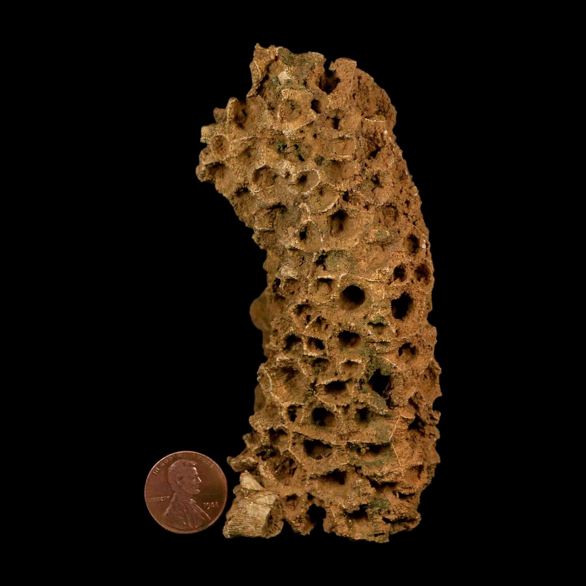 4.3" Colonial Rugose Coral Fossil Devonian Age Speed Quarry, Clark County, Indiana - Fossil Age Minerals