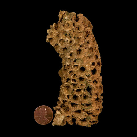 4.3" Colonial Rugose Coral Fossil Devonian Age Speed Quarry, Clark County, Indiana - Fossil Age Minerals