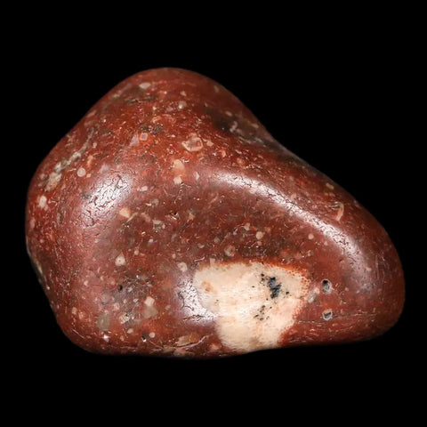 1.3" Sauropod Dinosaur Stomach Stone Gastrolith Rock Gizzard Stone COA - Fossil Age Minerals