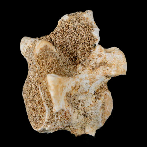 1.2" Palaeophis Magrebianus Sea Snake Vertebra Bone Upper Paleocene Morocco - Fossil Age Minerals