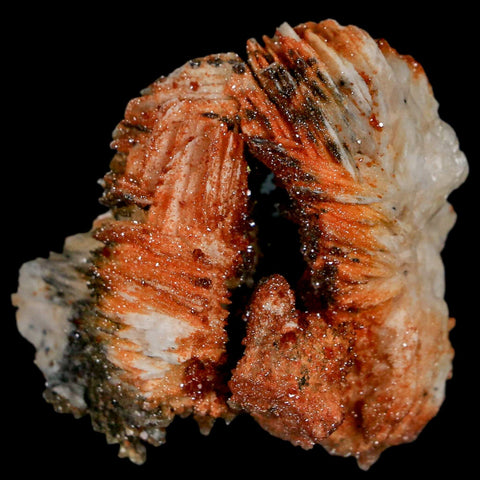 1.7" Sparkly Red Vanadinite Crystals On White Barite Blades Mineral Mabladen Morocco - Fossil Age Minerals