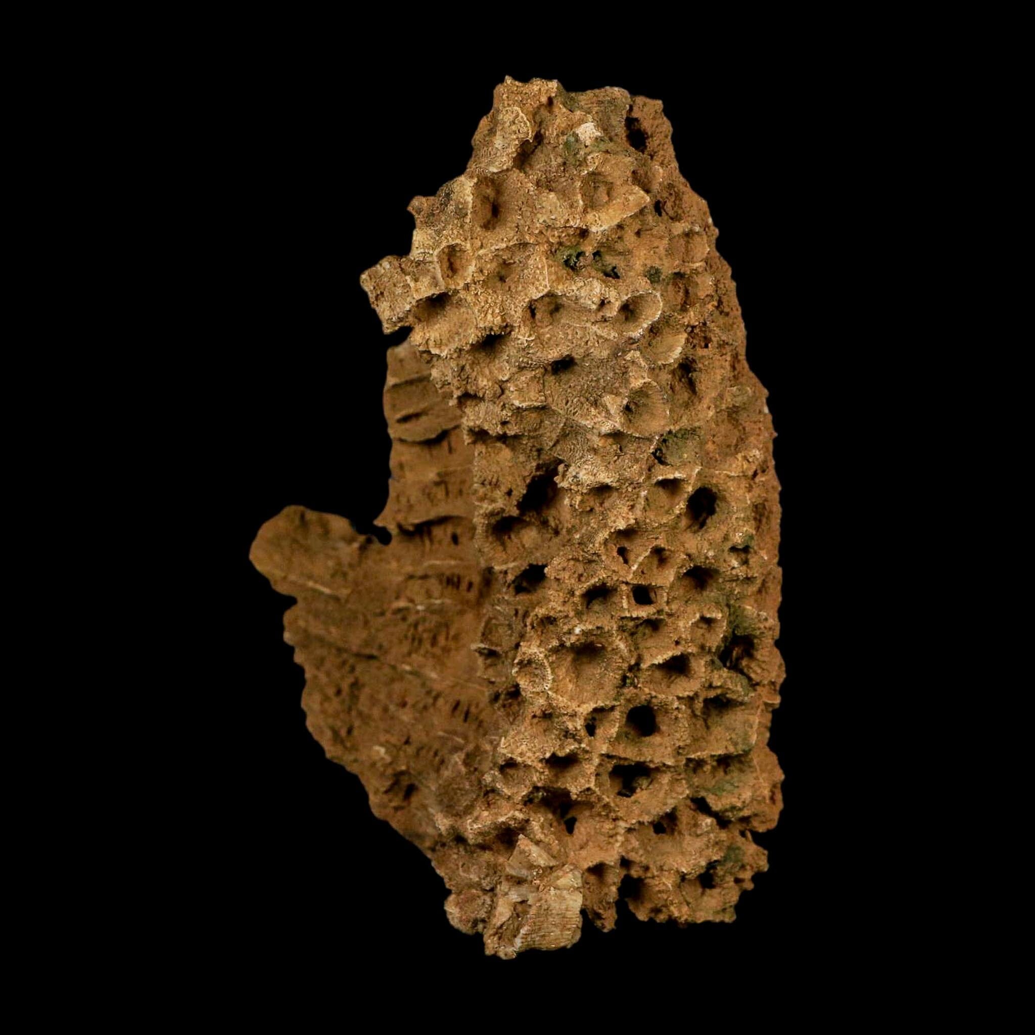 4.3" Colonial Rugose Coral Fossil Devonian Age Speed Quarry, Clark County, Indiana - Fossil Age Minerals