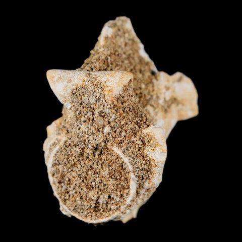 1.2" Palaeophis Magrebianus Sea Snake Vertebra Bone Upper Paleocene Morocco - Fossil Age Minerals
