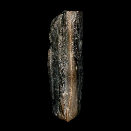 1.5" Tyrannosaurus Rex Fossil Bone Dinosaur Lance Creek Formation Wyoming COA