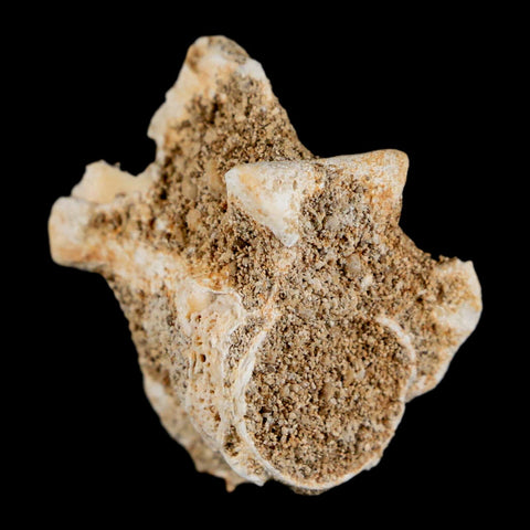 1.2" Palaeophis Magrebianus Sea Snake Vertebra Bone Upper Paleocene Morocco - Fossil Age Minerals