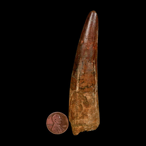 XXL 4.1" Spinosaurus Fossil Tooth 100 Million Years Old Cretaceous Dinosaur COA
