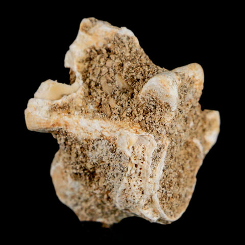1.2" Palaeophis Magrebianus Sea Snake Vertebra Bone Upper Paleocene Morocco - Fossil Age Minerals