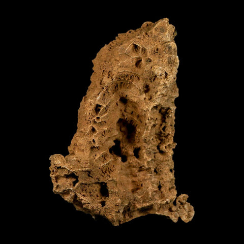 4.3" Colonial Rugose Coral Fossil Devonian Age Speed Quarry, Clark County, Indiana - Fossil Age Minerals