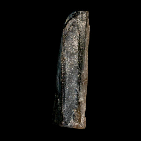 1.5" Tyrannosaurus Rex Fossil Bone Dinosaur Lance Creek Formation Wyoming COA