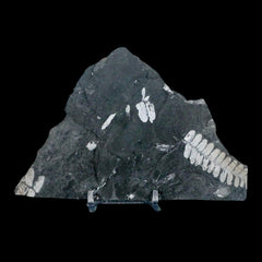 St Clair PA Fossil Plant Collection
