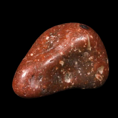 1.3" Sauropod Dinosaur Stomach Stone Gastrolith Rock Gizzard Stone COA - Fossil Age Minerals