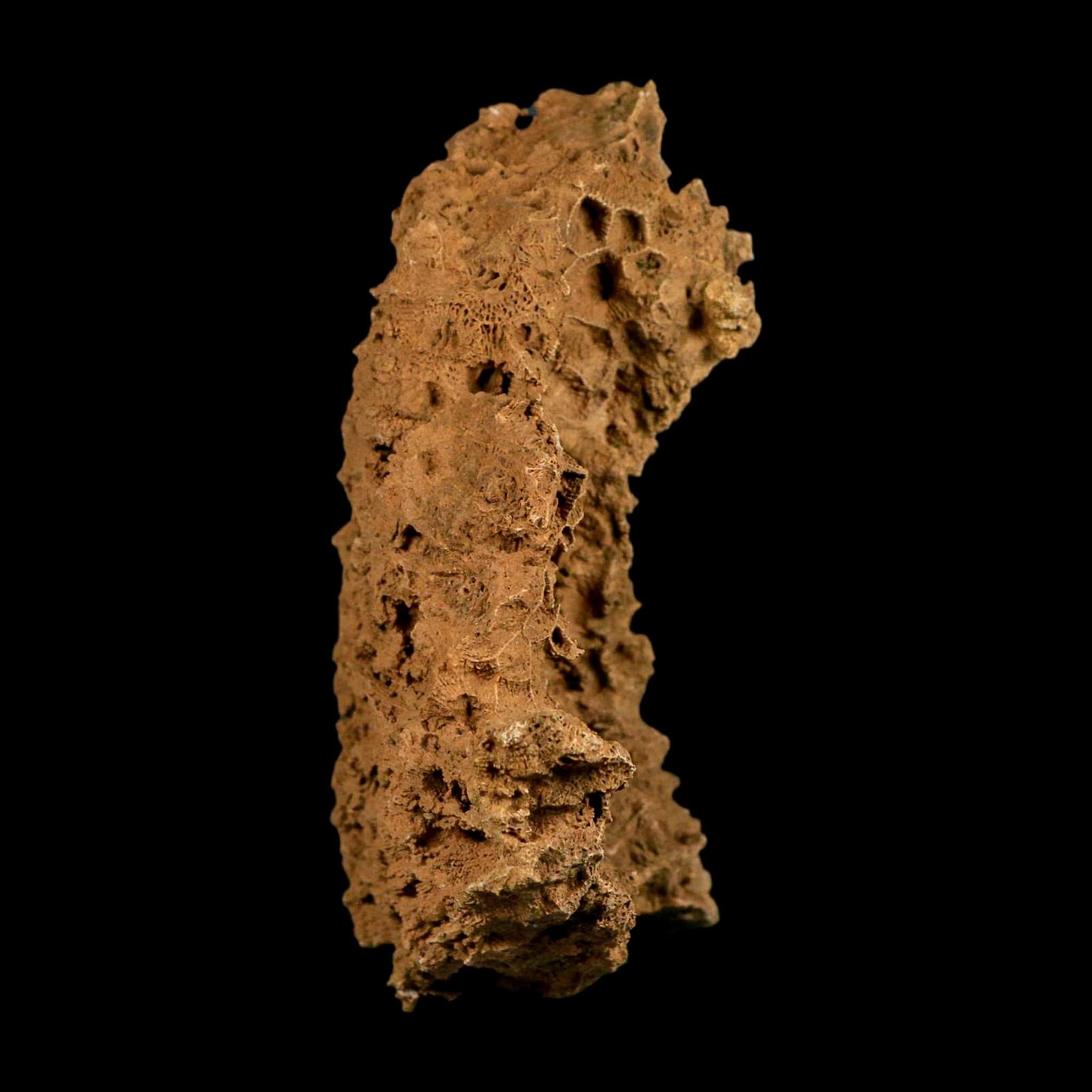4.3" Colonial Rugose Coral Fossil Devonian Age Speed Quarry, Clark County, Indiana - Fossil Age Minerals
