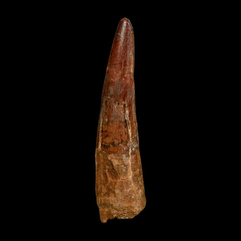XXL 4.1" Spinosaurus Fossil Tooth 100 Million Years Old Cretaceous Dinosaur COA