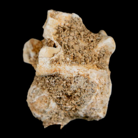 1.2" Palaeophis Magrebianus Sea Snake Vertebra Bone Upper Paleocene Morocco - Fossil Age Minerals