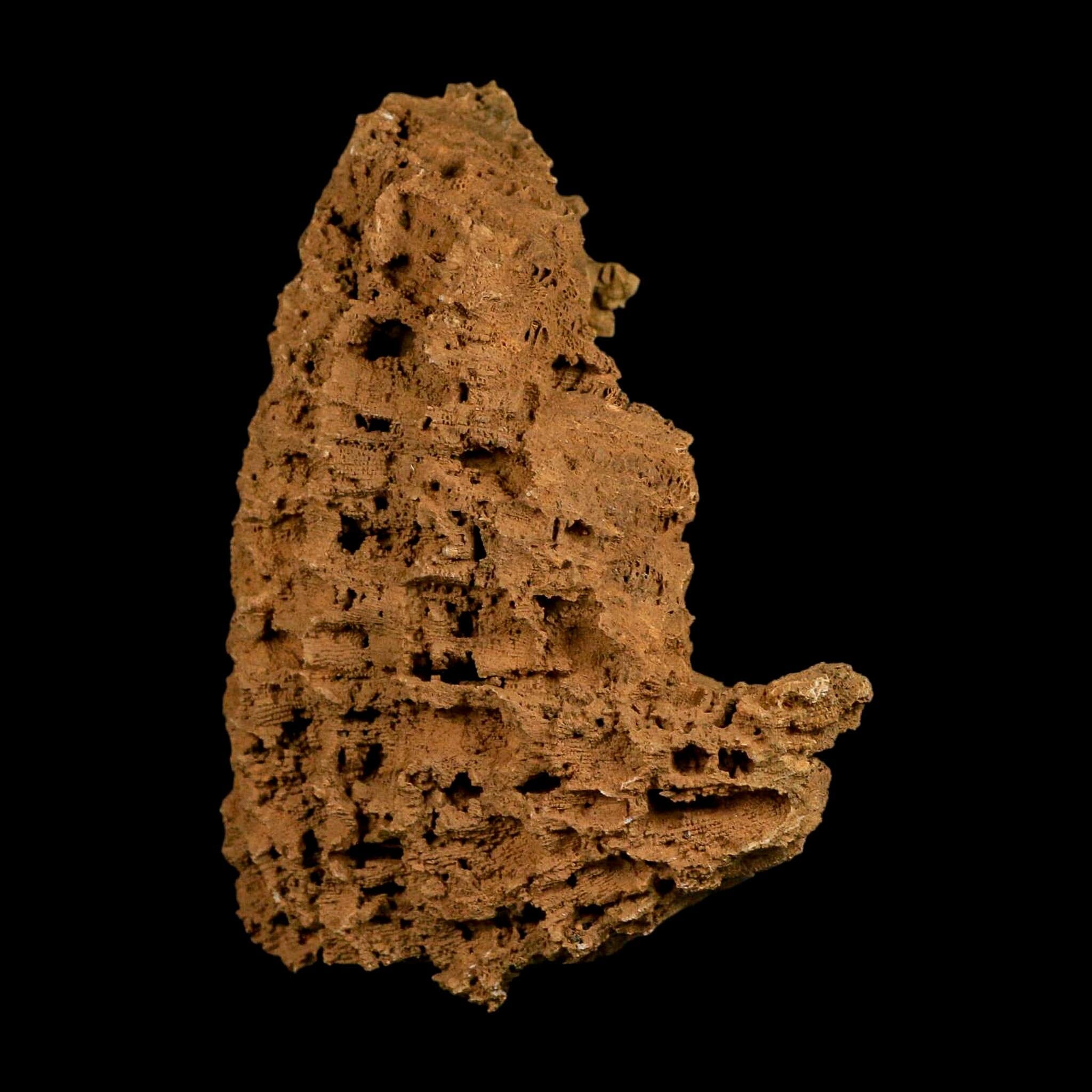 4.3" Colonial Rugose Coral Fossil Devonian Age Speed Quarry, Clark County, Indiana - Fossil Age Minerals