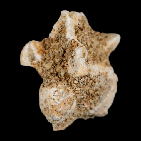 1.2" Palaeophis Magrebianus Sea Snake Vertebra Bone Upper Paleocene Morocco - Fossil Age Minerals