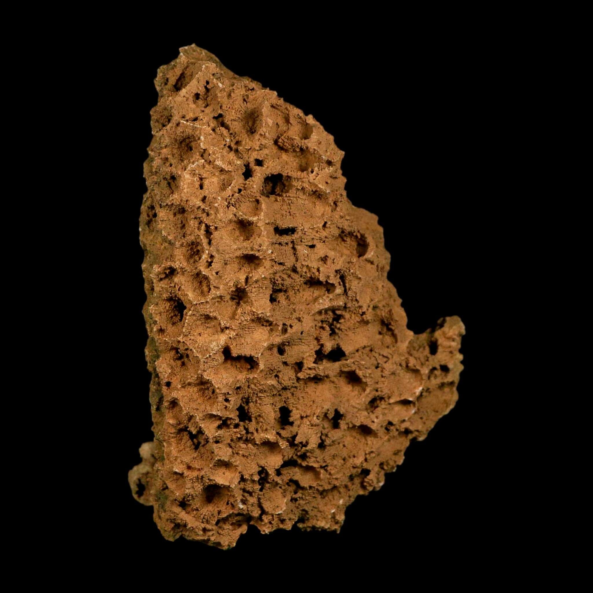 4.3" Colonial Rugose Coral Fossil Devonian Age Speed Quarry, Clark County, Indiana - Fossil Age Minerals