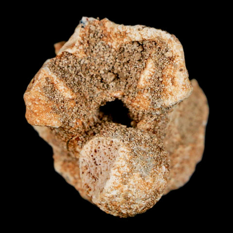 0.7" Palaeophis Magrebianus Sea Snake Vertebra Bone Upper Paleocene Morocco - Fossil Age Minerals