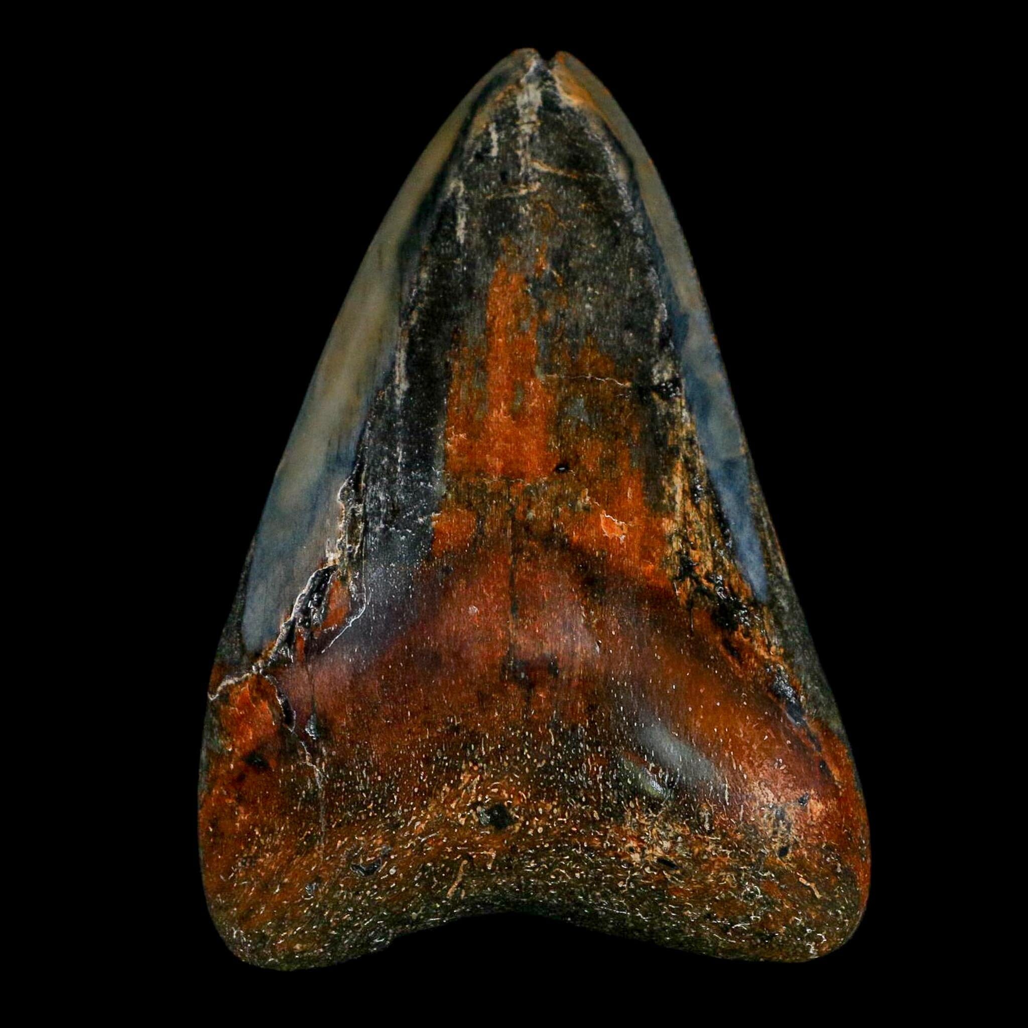 2.9" Quality Megalodon Shark Tooth Fossil Natural Miocene Age COA