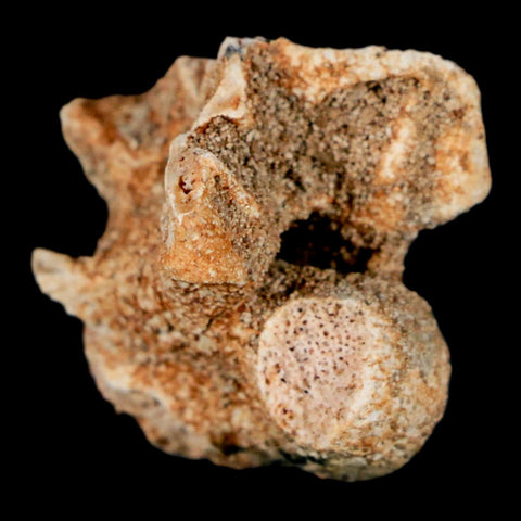 0.7" Palaeophis Magrebianus Sea Snake Vertebra Bone Upper Paleocene Morocco - Fossil Age Minerals
