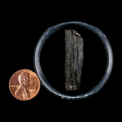 1.5" Tyrannosaurus Rex Fossil Bone Dinosaur Lance Creek Formation Wyoming COA