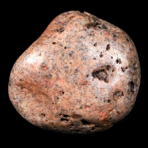 1.8" Sauropod Dinosaur Stomach Stone Gastrolith Rock Gizzard Stone COA - Fossil Age Minerals