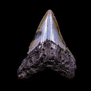 2.8" Quality Megalodon Shark Tooth Serrated Fossil Natural Miocene Age COA