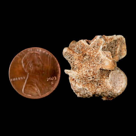0.7" Palaeophis Magrebianus Sea Snake Vertebra Bone Upper Paleocene Morocco - Fossil Age Minerals