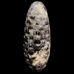 Pine Cone Fossil Collection