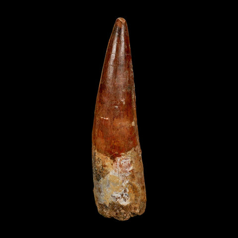 XXL 4" Spinosaurus Fossil Tooth 100 Million Years Old Cretaceous Dinosaur COA
