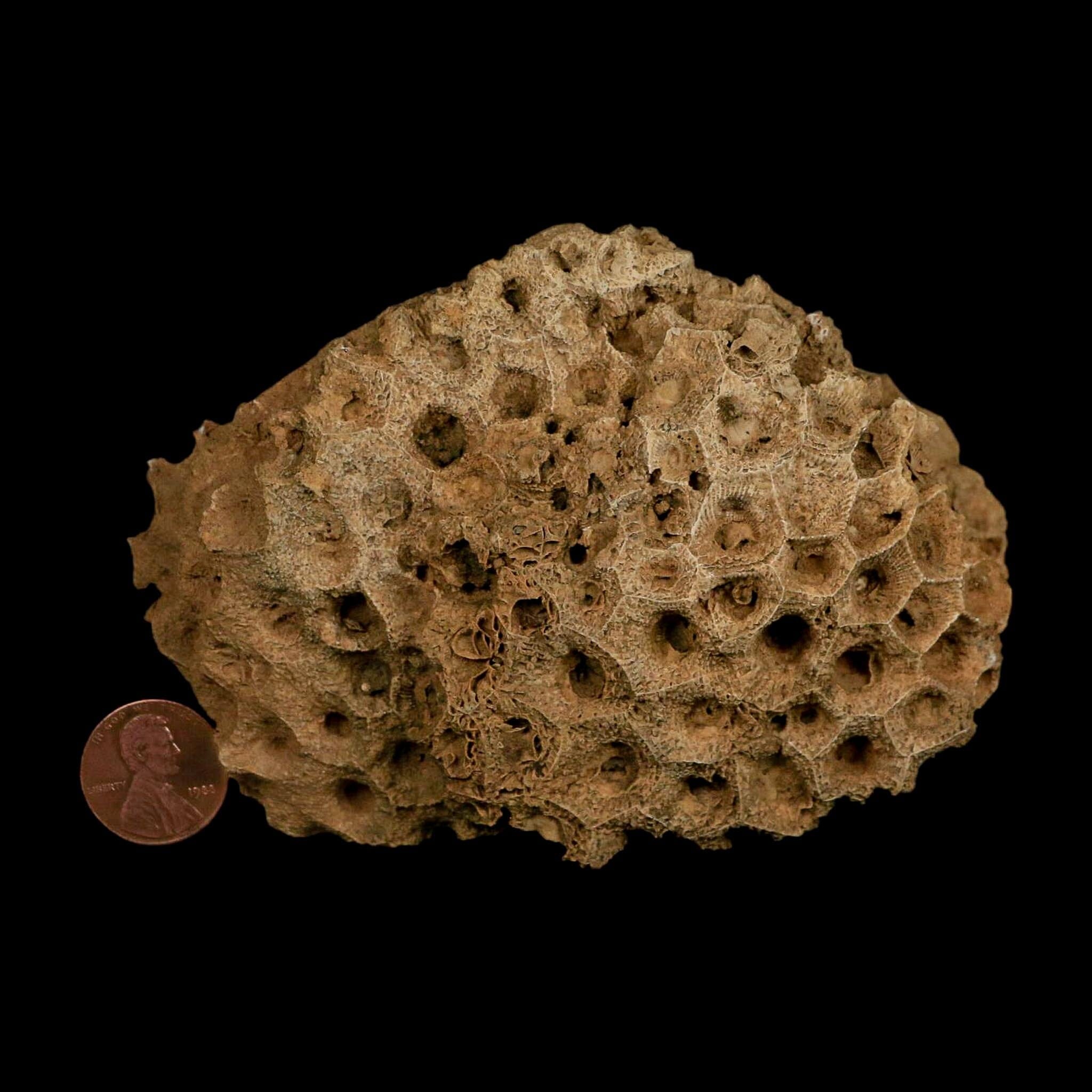 4.3" Colonial Rugose Coral Fossil Devonian Age Speed Quarry, Clark County, Indiana - Fossil Age Minerals