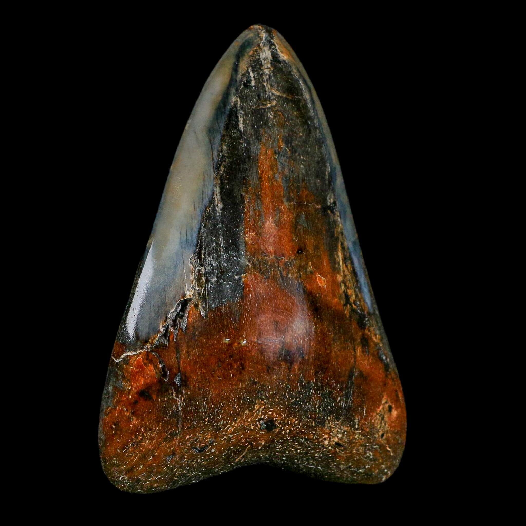 2.9" Quality Megalodon Shark Tooth Fossil Natural Miocene Age COA