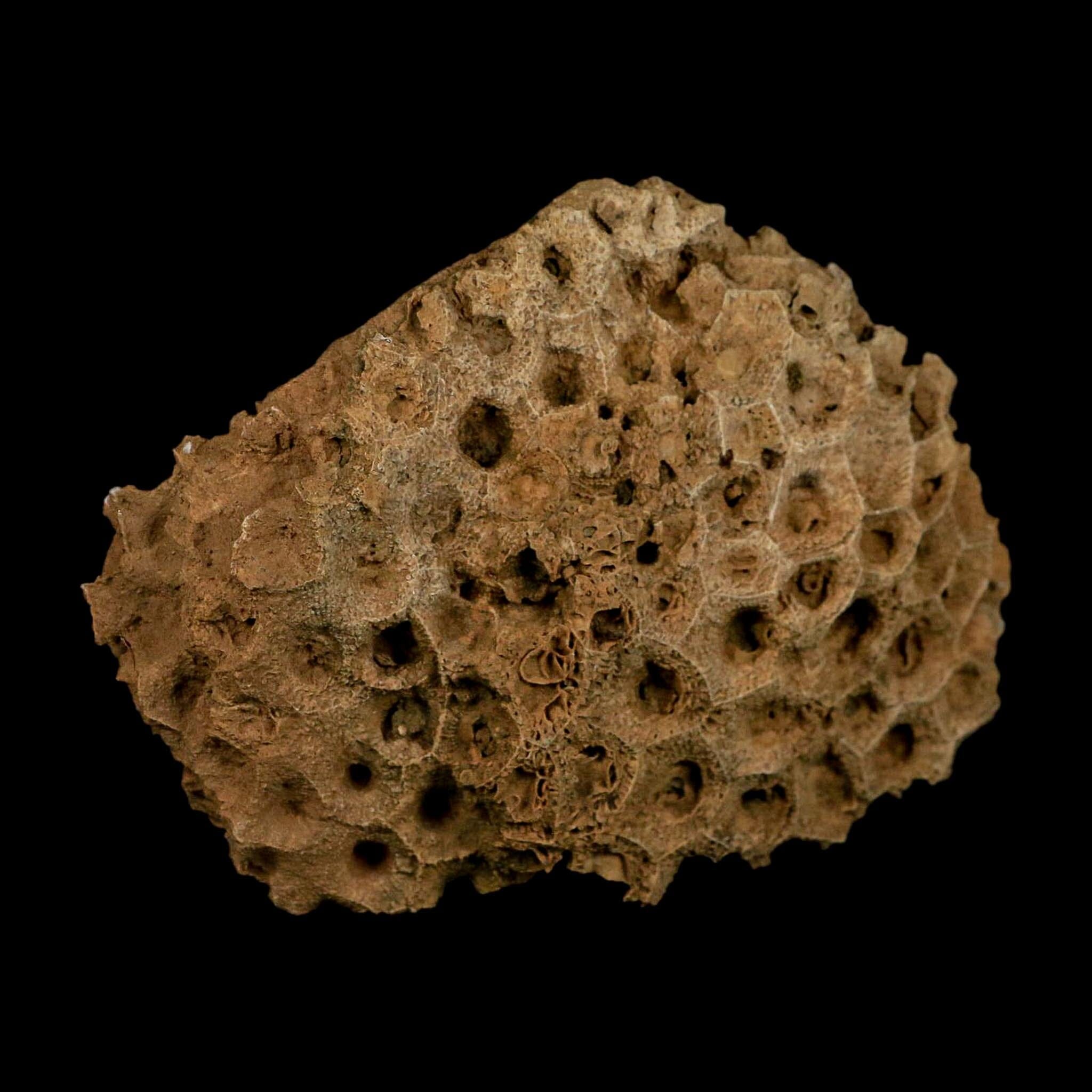 4.3" Colonial Rugose Coral Fossil Devonian Age Speed Quarry, Clark County, Indiana - Fossil Age Minerals