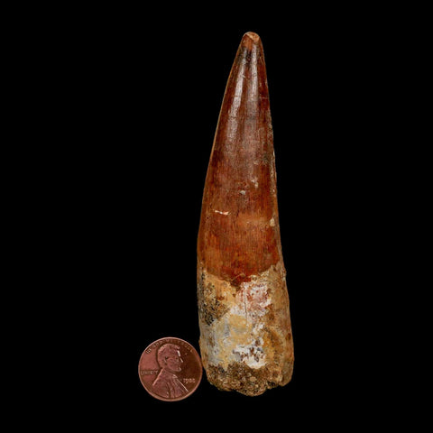 XXL 4" Spinosaurus Fossil Tooth 100 Million Years Old Cretaceous Dinosaur COA