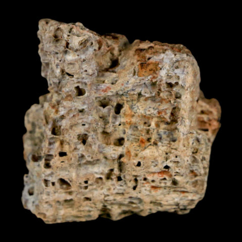 1.3" Tyrannosaurus Rex Fossil Bone Dinosaur Lance Creek Formation Wyoming COA