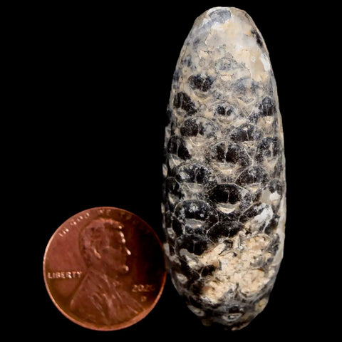 2" Fossil Pine Cone Equicalastrobus Replaced By Agate Eocene Age Seeds Fruit - Fossil Age Minerals