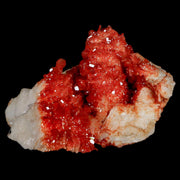 1.8" Sparkly Red Vanadinite Crystals On White Barite Blades Mineral Mabladen Morocco