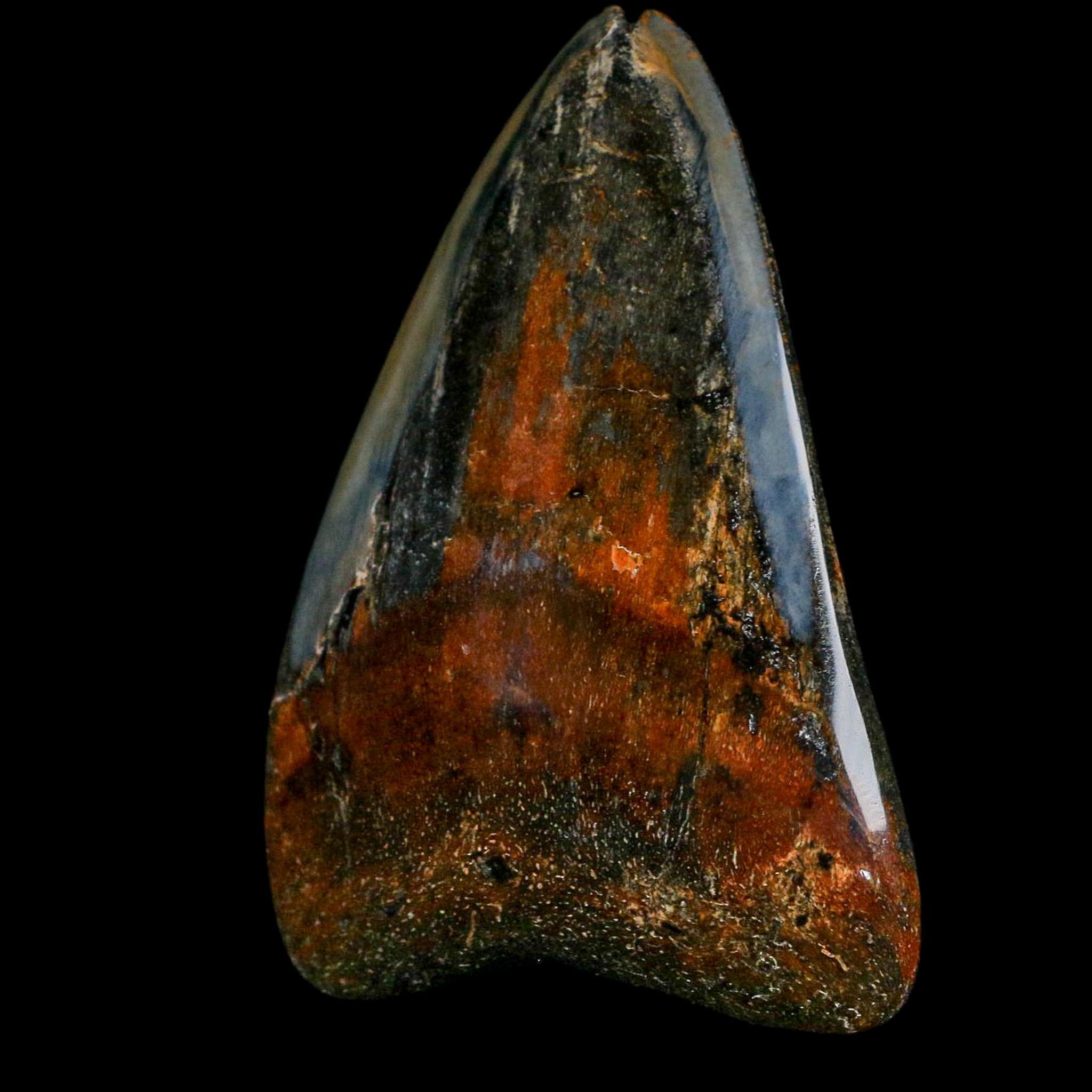 2.9" Quality Megalodon Shark Tooth Fossil Natural Miocene Age COA