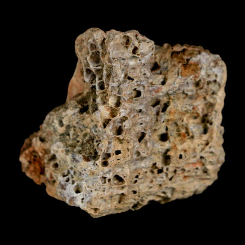 1.3" Tyrannosaurus Rex Fossil Bone Dinosaur Lance Creek Formation Wyoming COA