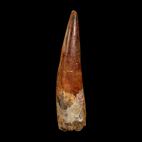 XXL 4" Spinosaurus Fossil Tooth 100 Million Years Old Cretaceous Dinosaur COA