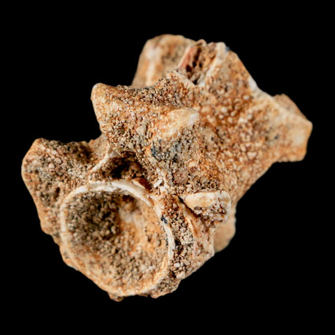 0.7" Palaeophis Magrebianus Sea Snake Vertebra Bone Upper Paleocene Morocco - Fossil Age Minerals