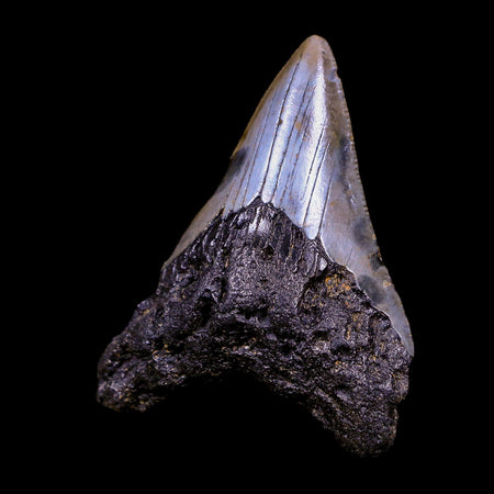 2.8" Quality Megalodon Shark Tooth Serrated Fossil Natural Miocene Age COA